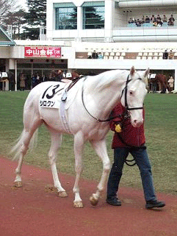 2006_0105keiba00600002.GIF