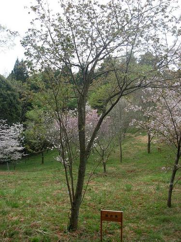 gyoikou00.JPG