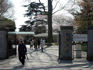 hanami00.JPG
