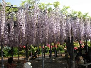 iroha09042907.JPG
