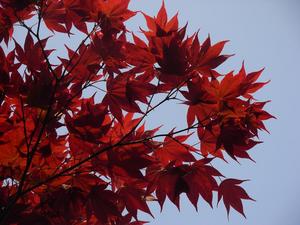 iroha093004.JPG