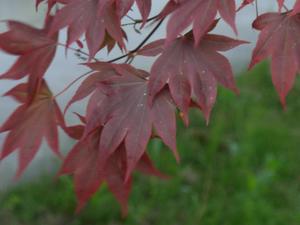 iroha093005.JPG