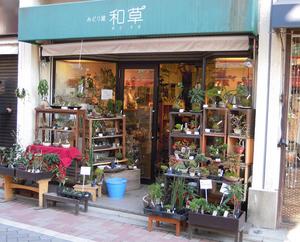 kokedama00.JPG